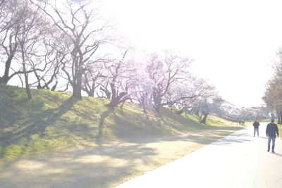 People walking on road by trees against sky