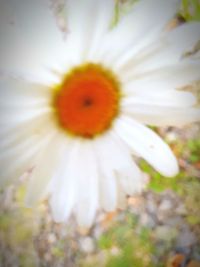 Close-up of white flowering plant on field