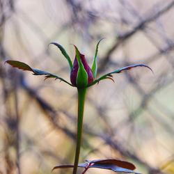 Close-up of pink flowering plant