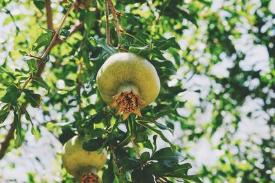 Close-up of flower growing on tree