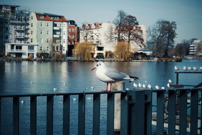 Seagull perching on railing