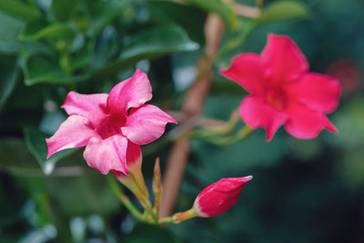 Close-up of pink flowering plant