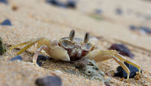 Close-up of crab at sandy beach