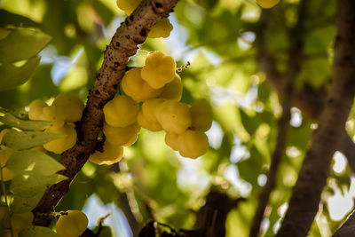 Low angle view of phyllanthus fruits growing on tree