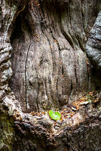 Full frame shot of tree trunk