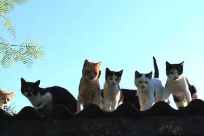 View of cats against clear sky