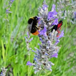 Honey bee pollinating on purple flower