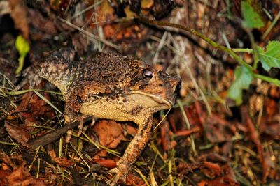 Close-up of a frog on field