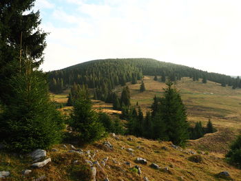 Scenic view of forest against sky