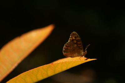 Close-up of insect on leaf against black background