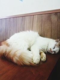 High angle view of cat sleeping on table