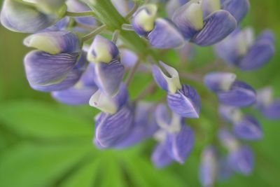 Close-up of purple flowers blooming