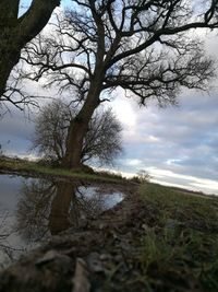 Bare tree by river against sky