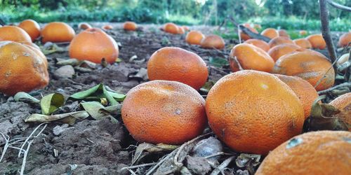 Close-up of oranges on field