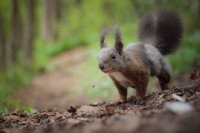 Close-up of squirrel