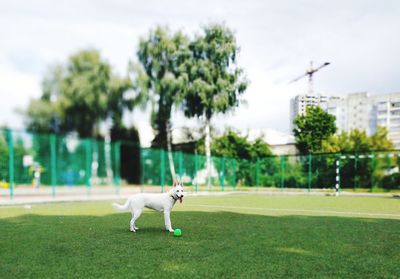 View of a dog on field