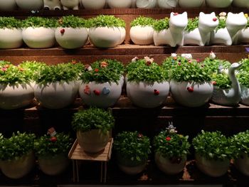 Potted plants at market stall