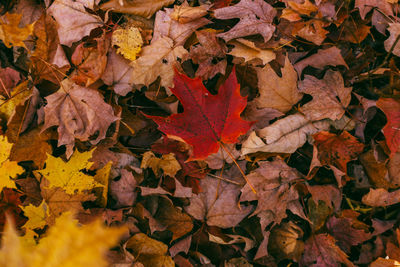 Close-up of maple leaves on field during autumn