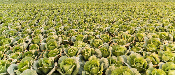 Full frame shot of corn field