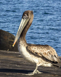 Pelican on pier by sea