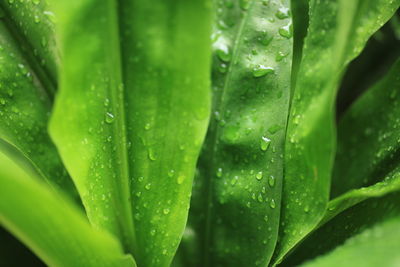 Full frame shot of wet leaves during rainy season