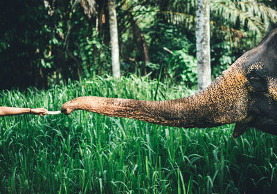 Close-up of hand feeding indian elephant in forest