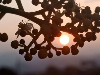 Close-up of silhouette plant against sky during sunset