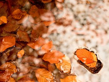 Fallen beech leaves and stones in water of mountain river, first leaves bellow water level. 