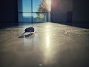 View of an animal on floor at home