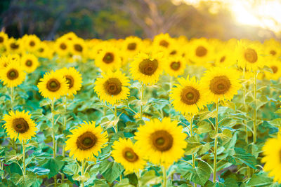 Close-up of yellow flowering plants on field