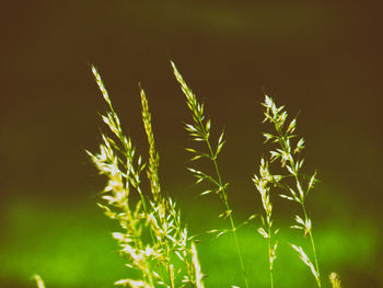 Close-up of plant