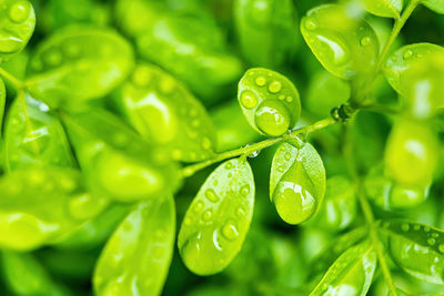 Close-up of water drops on plant