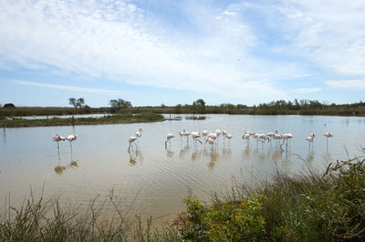 Birds in a lake