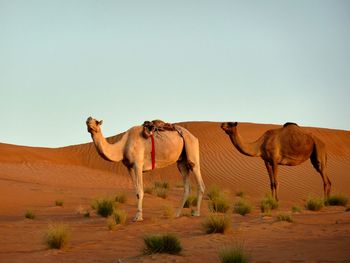 Horses in desert against clear sky