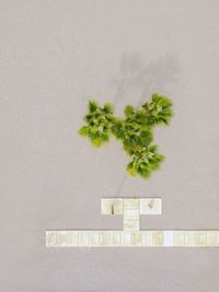 Close-up of potted plant against wall