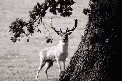 Portrait of deer on tree trunk