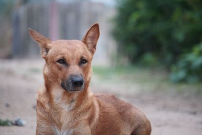 Portrait of dog on field