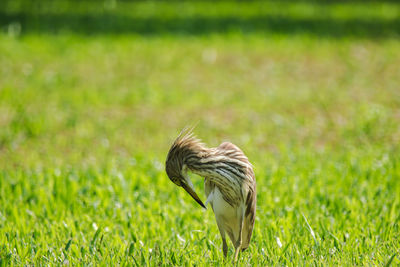 View of a bird on grass