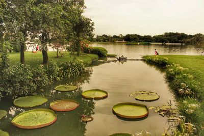 Scenic view of lake against trees