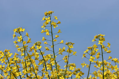 rapeseed