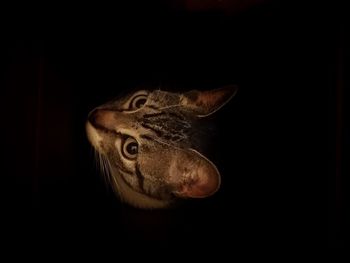 Close-up of lizard against black background