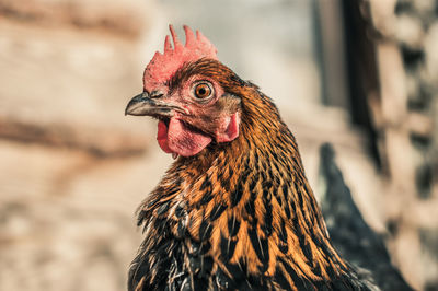 Side view portrait of hen