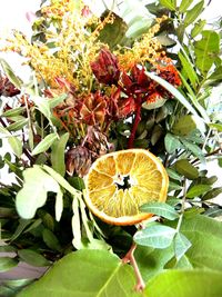 Close-up of flowers