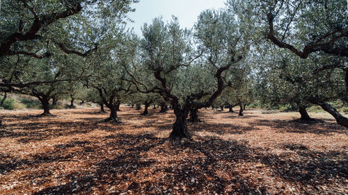 Trees on field in forest