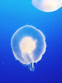 Close-up of jellyfish underwater