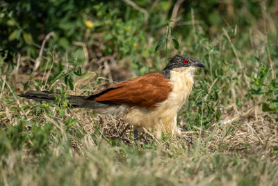 Close-up of bird perching on field