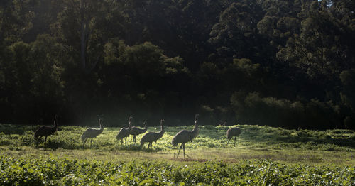 Birds on field in forest