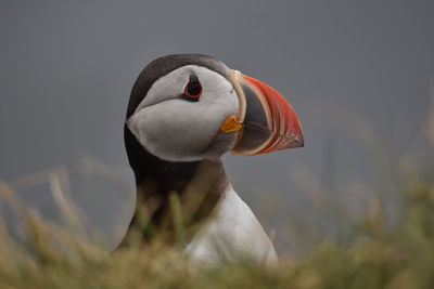 Close-up of bird