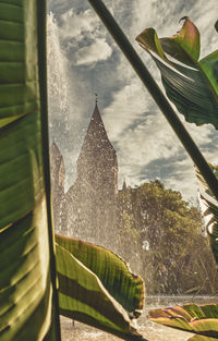 Close-up of plants by window against building