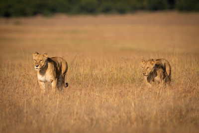 Two lions walking side-by-side through long grass